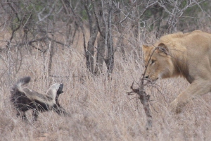 Honey badger fend off lion